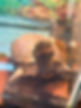 Adult Mort enjoys spending time in the water as well as scratching her shell against Zahn’s office chair.