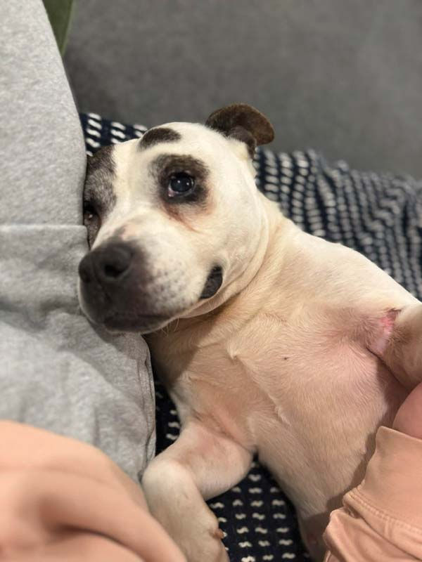 Dolly was spotted wandering around a tough section of Newark but Sandford Fishkind and Conover eventually caught her. She is available for adoption through Brick City Rescue.