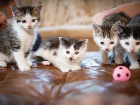 LOCAL DUO RESCUES LOST PETS