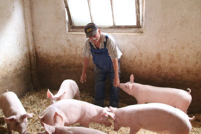 Bauer mit Schweinen im Stall