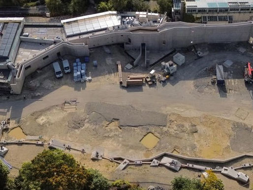 Zoo Zürich gerät nach Streit um Millionenprojekt zunehmend unter Druck