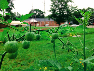 Growing a Spiritual Garden