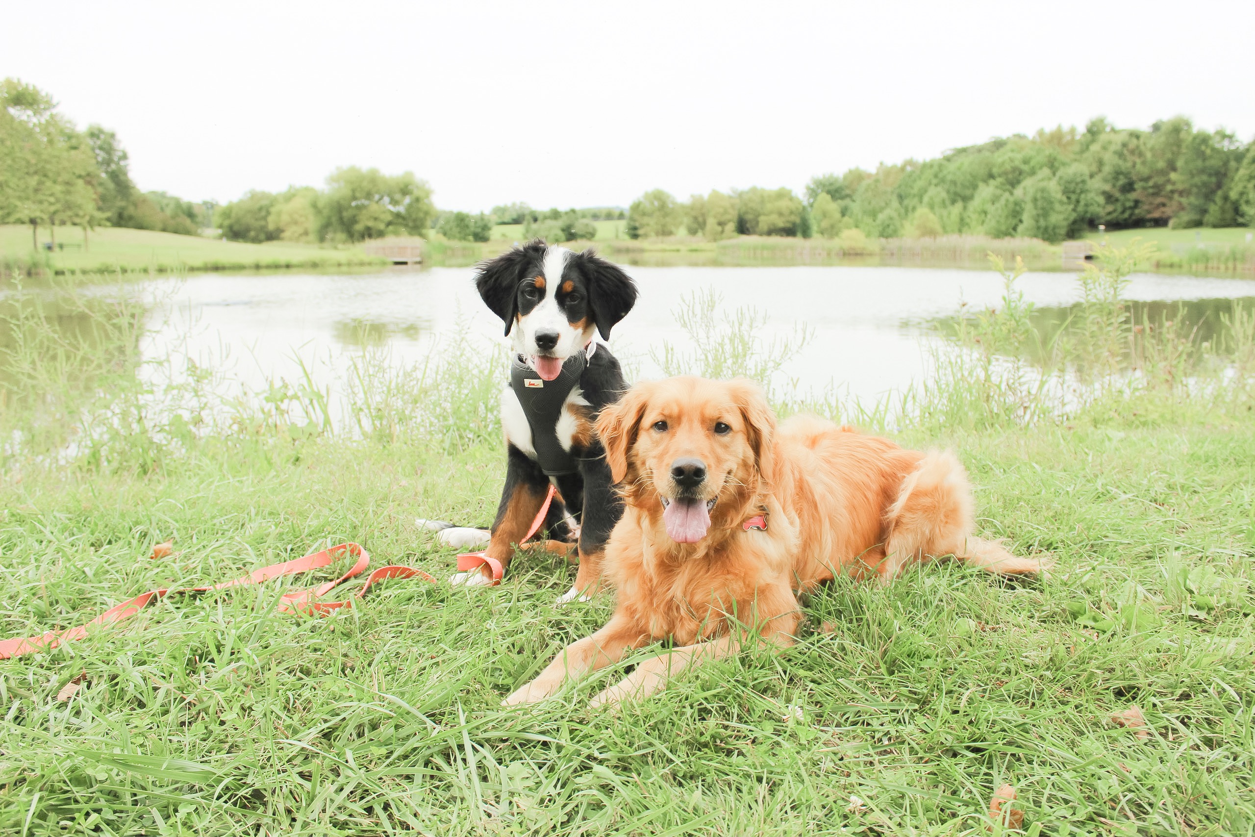 Dog Trainer Blue Ridge Canine United States