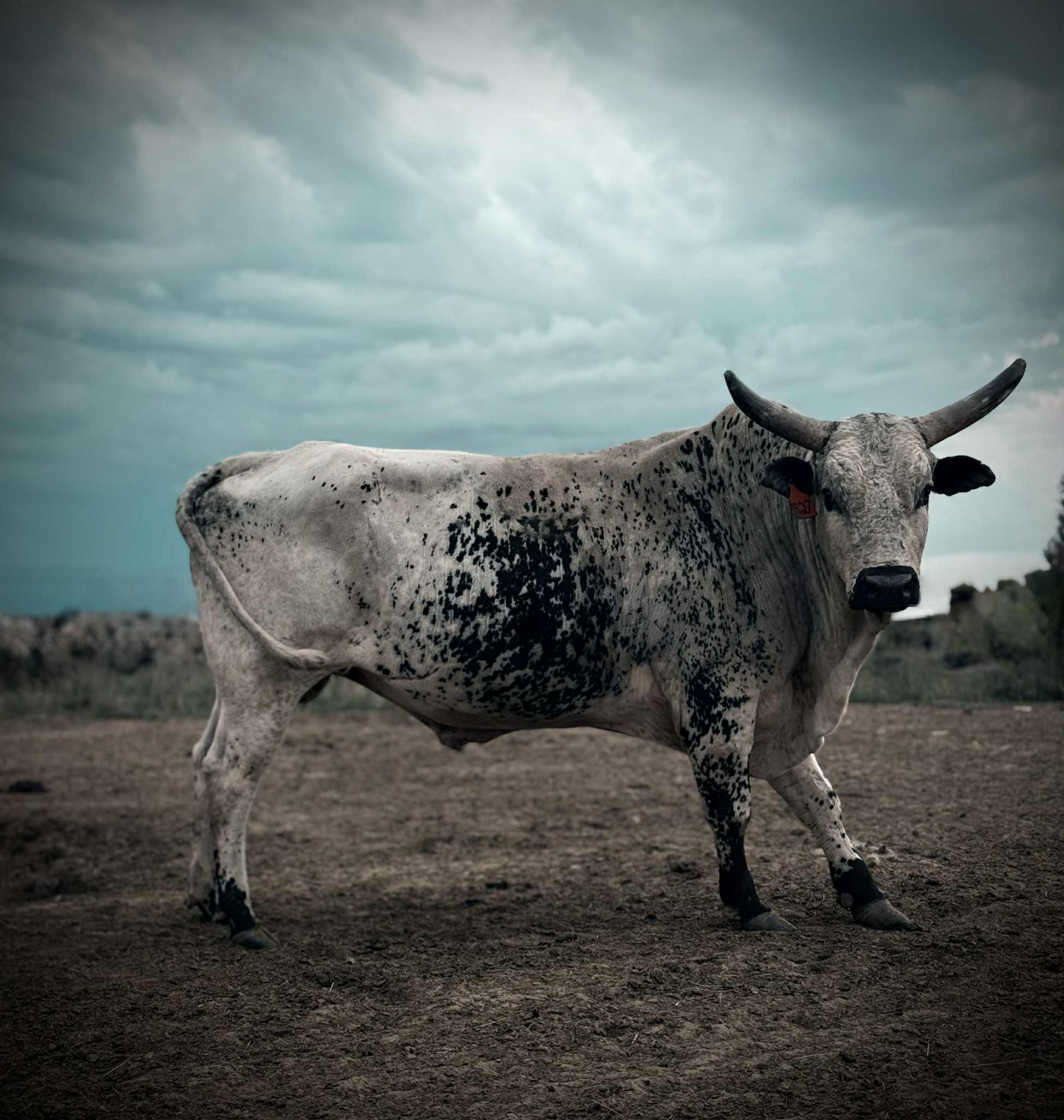 Wicked Twisted Road - Annual Adopt a Bull