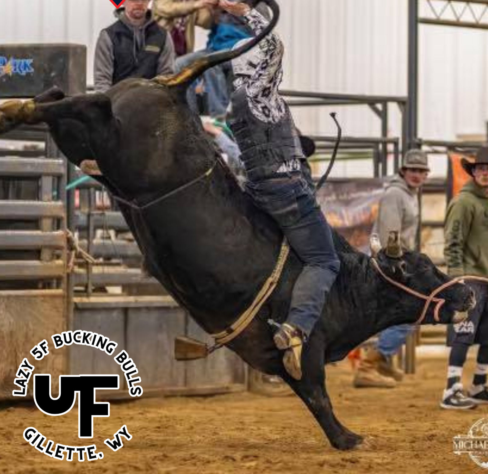 Crazy Eyes - Annual Adopt a Bull