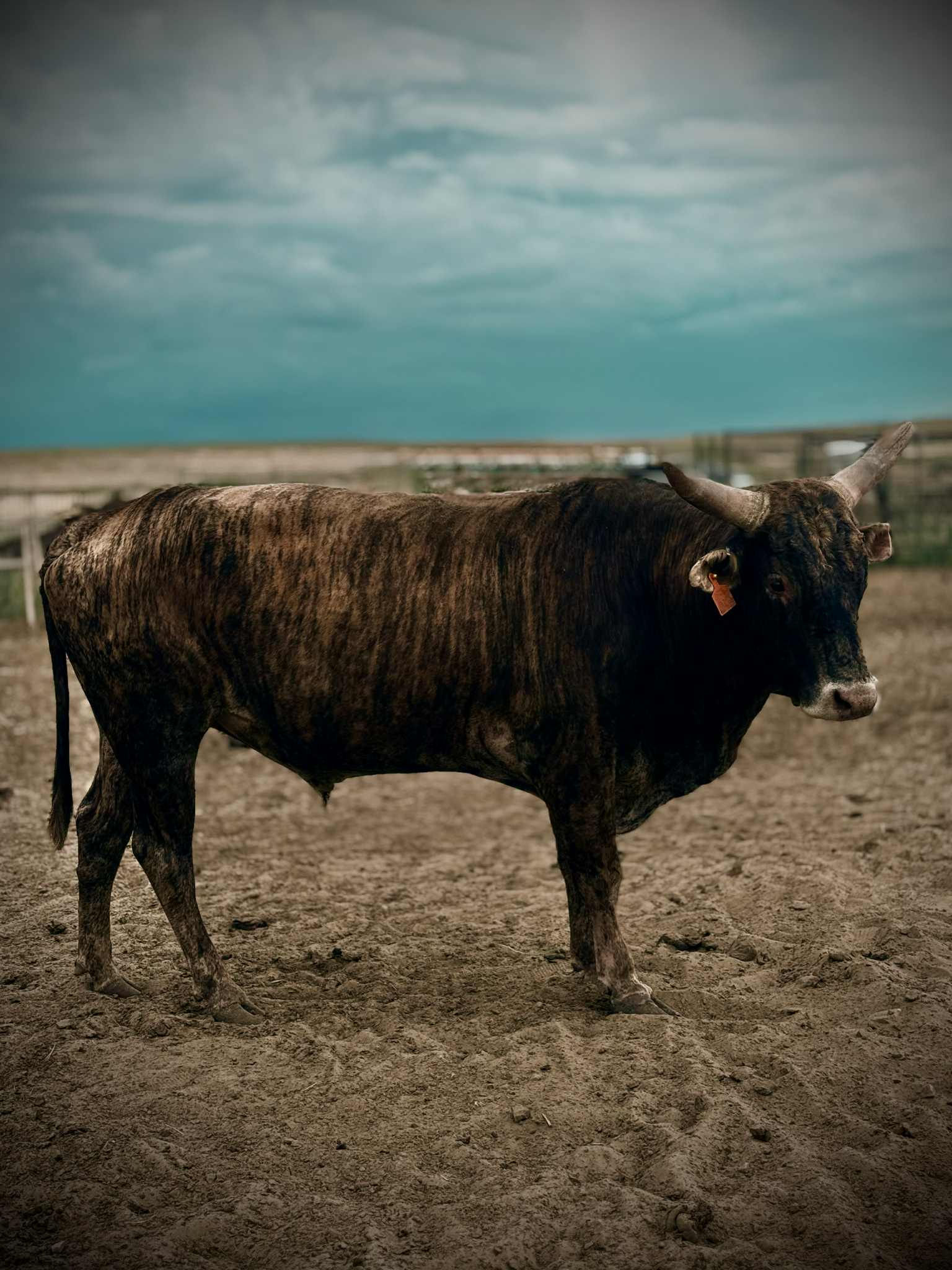 Rick - Monthly Adopt a Bull