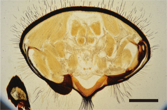 Lasiotrichius succinctus chest