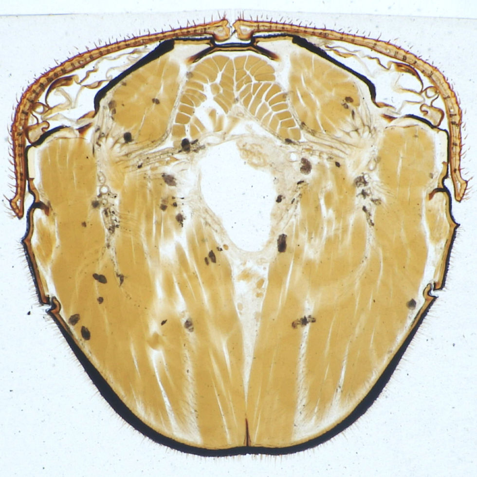 Corymbia succedanea abdomen