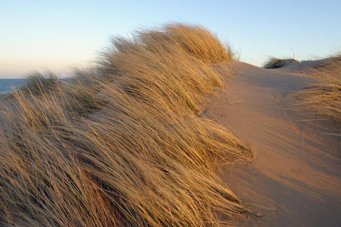 Sand and wheat are tones we love to recreate in the salon