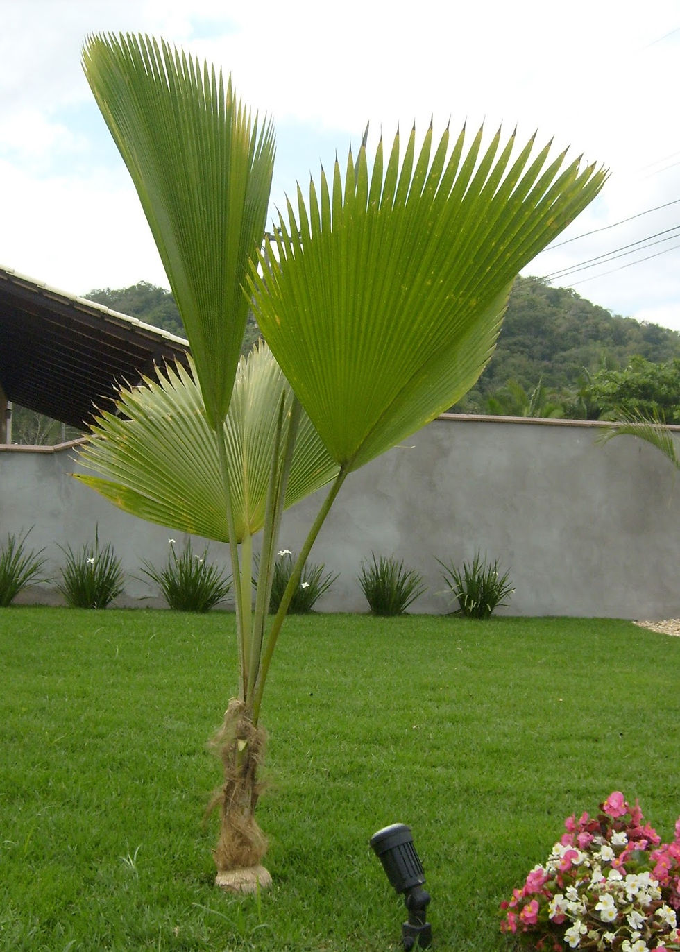 Palmeira leque de fiji