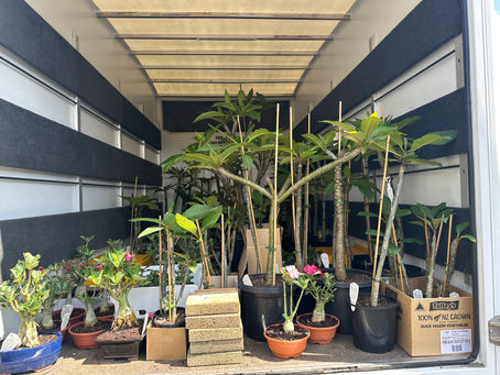 Discover the Latest Shipment of Frangipani and Adenium at Kings Plant Barn and Mitre10 Stores