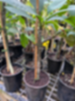 Frangipani, 4 litre pot