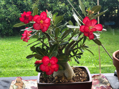 Adenium Plants: A Must-Have for New Zealand Gardens