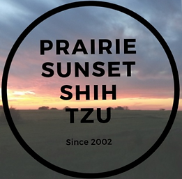 Prairie sunset shih tzu (2)_edited_edite