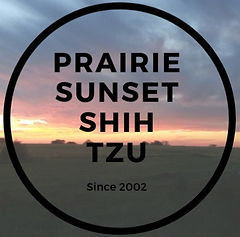 Prairie sunset shih tzu (2)_edited_edited_edited.jpg