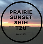 Prairie sunset shih tzu (2).png