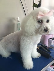 Tallulah - The inspiration for Little Paws