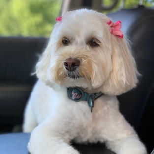 Meet Sofie