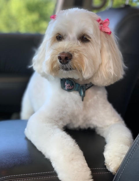 Meet Sofie