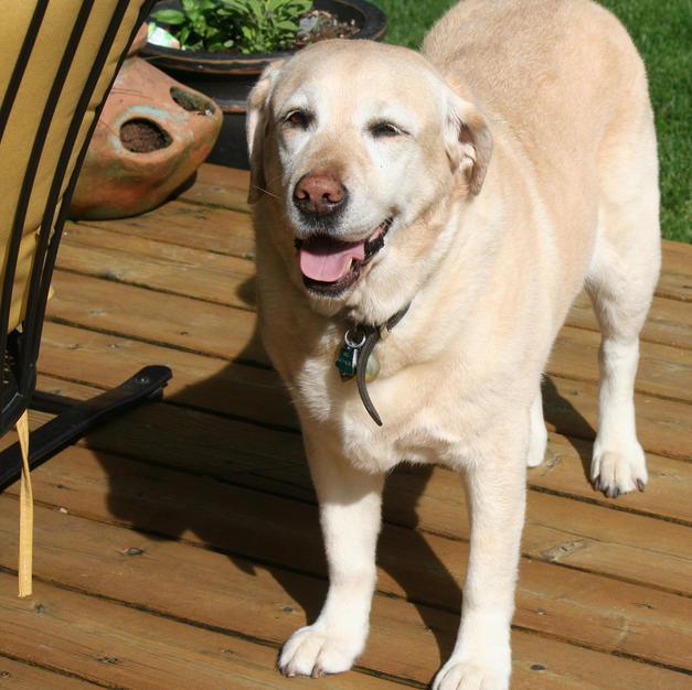 Meet Lexi