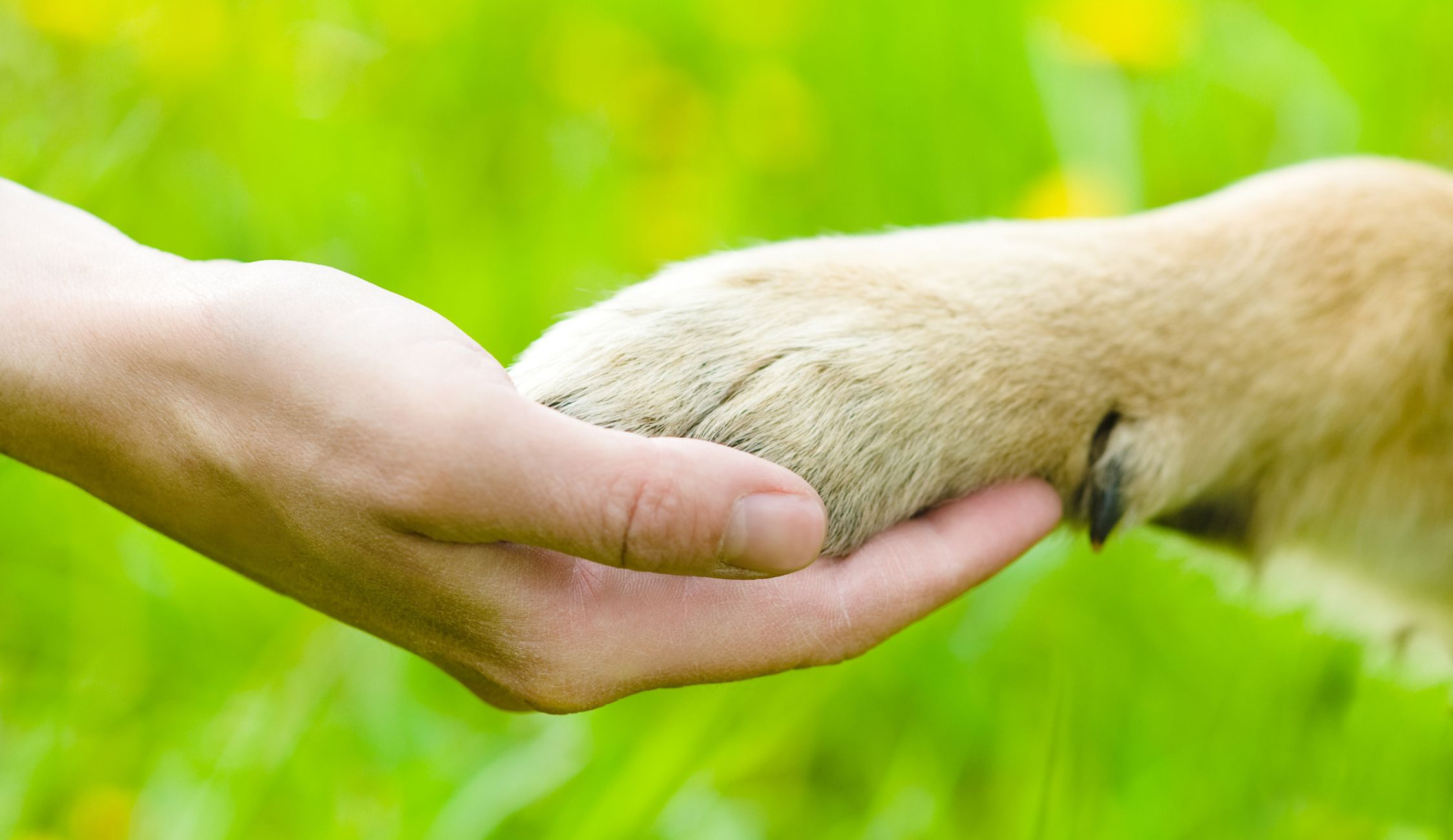Group Classes & Private Training Best Friends Dog Academy Iowa