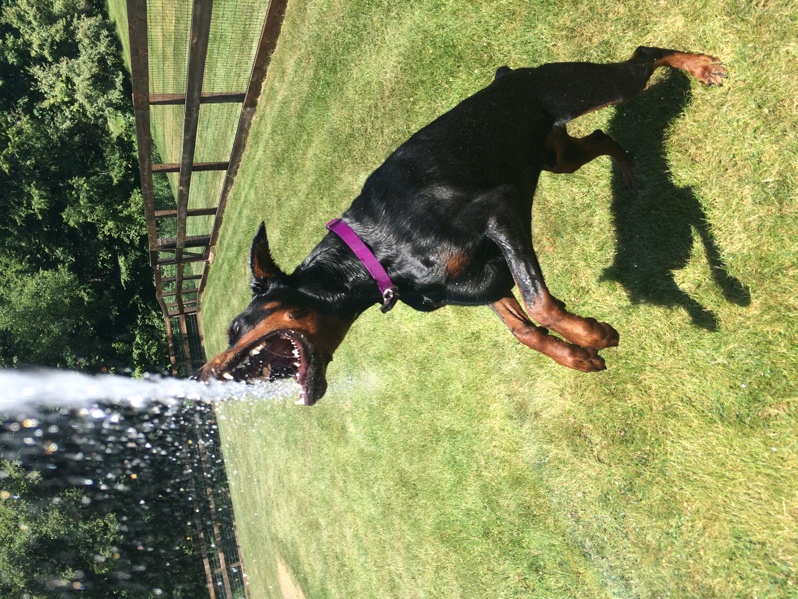 Group Classes & Private Training Best Friends Dog Academy Iowa