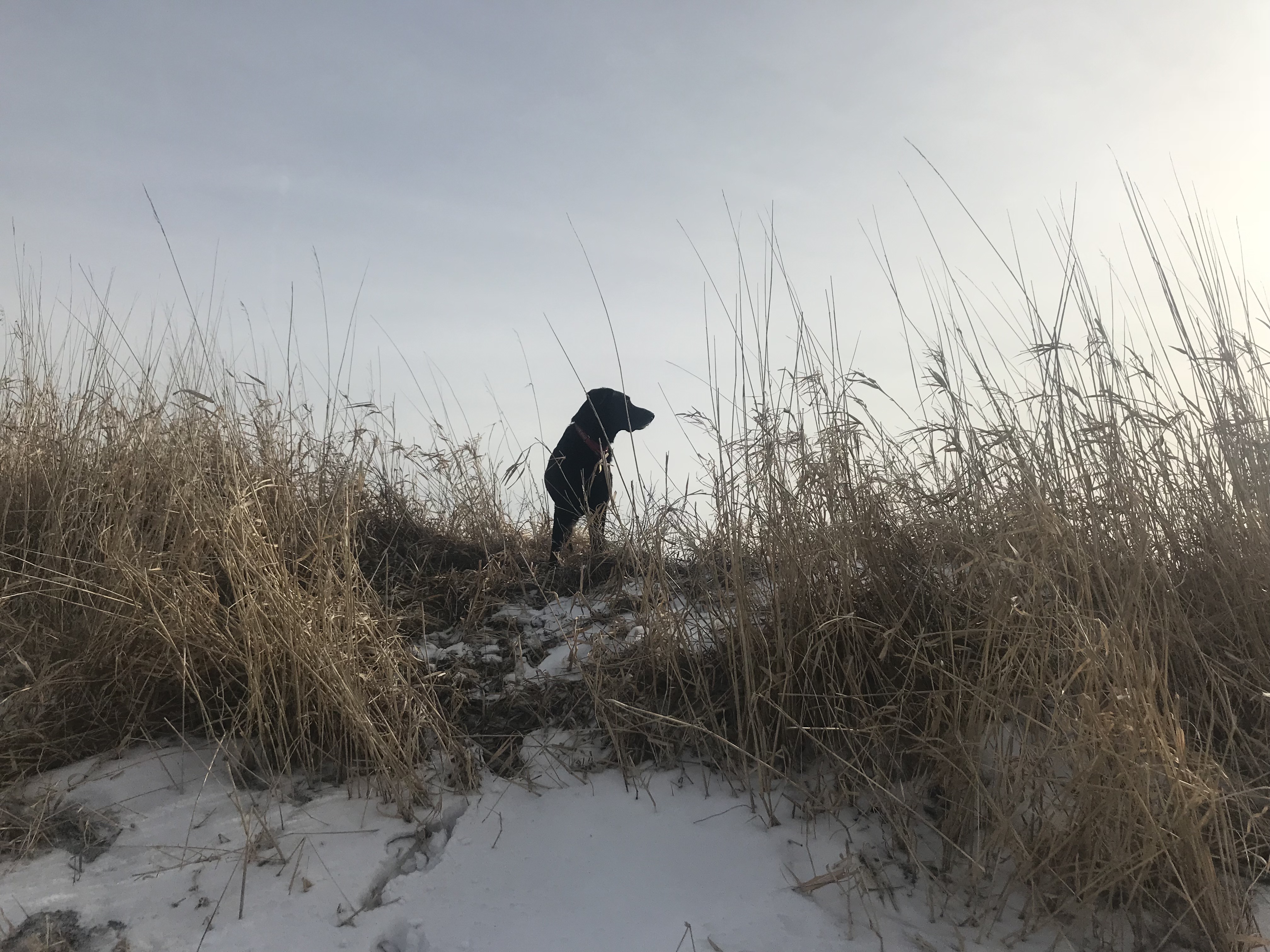 Group Classes & Private Training Best Friends Dog Academy Iowa