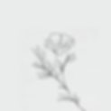 Blume.png