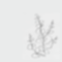 Strauch.png