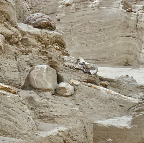 a dig site with exhibits of ancient bones