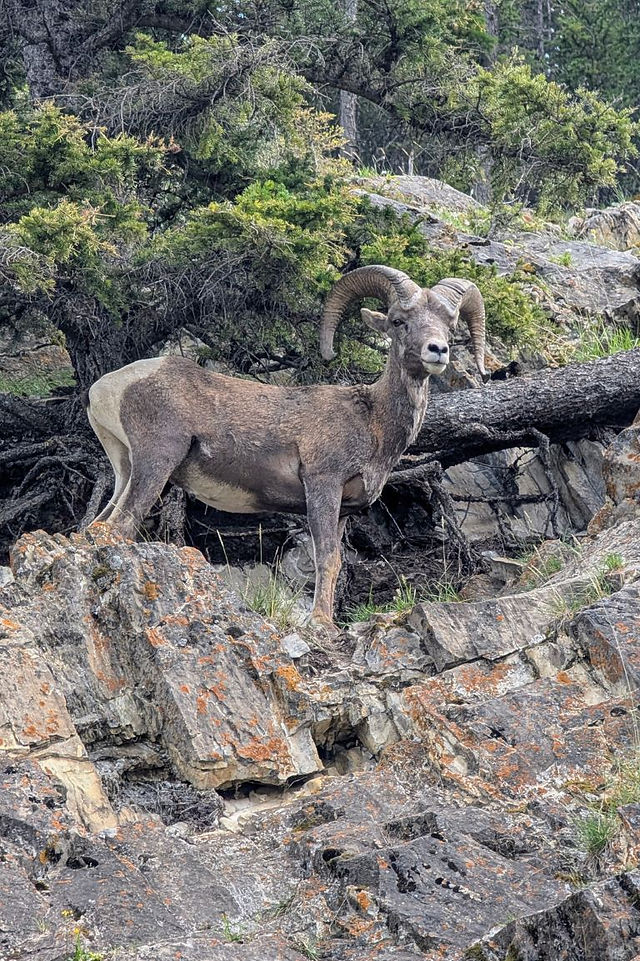 Mountain goat with massive horns standing on a rock, with vegetation  behind it.