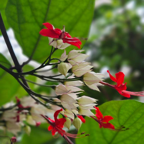 red and white flowers on a low branch