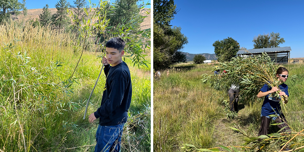 Nez Perce youth planting a willow tree (left) and a HAWK intern from Wallowa Resources hauling willows to be planted along the Wallowa River outside of Lostine.