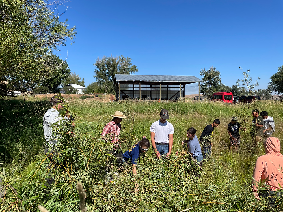Modifying the beaver dam analogue to hold back water and create habitat for fish and wildlife.