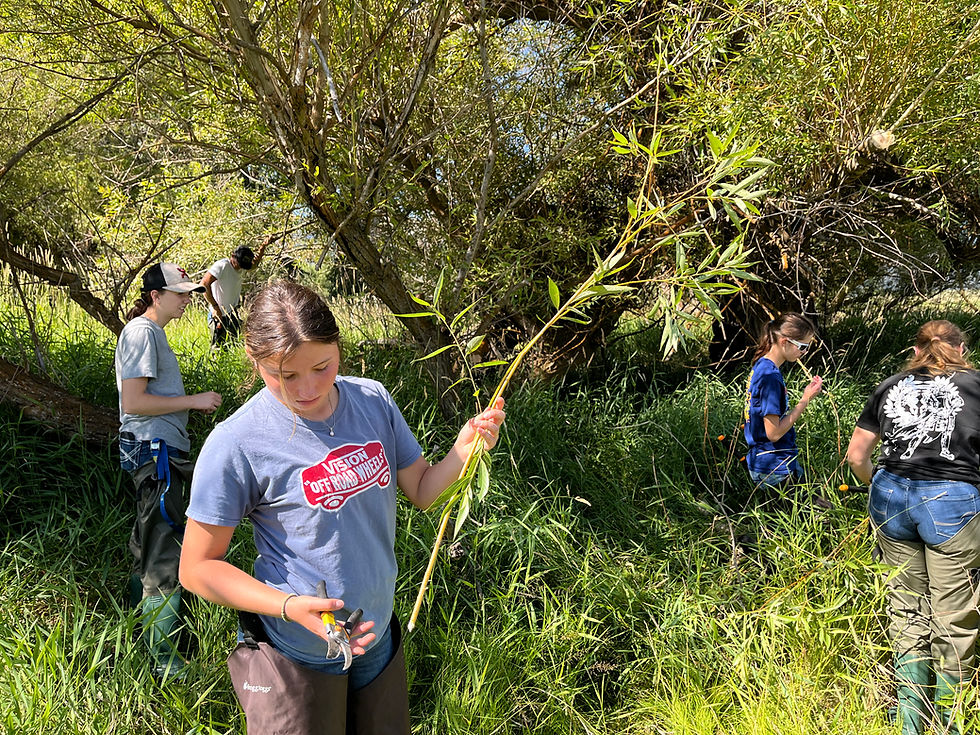 High School interns harvesting Pacific Willow (Salix lasiandra) in preparation for planting.