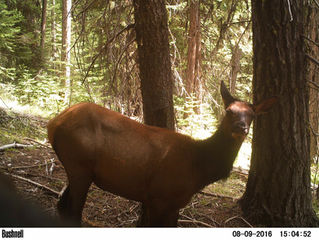 A cow elk checking out the camera