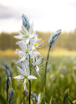 Musselshell Meadows - Camas Flower 2022 - Meadow Wheaton.jpg