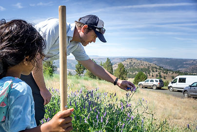 Ritter Bumble Bee Xerces JK-6.JPG