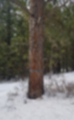 Open grown Ponderosa pine. Photo by Norm Cimon.