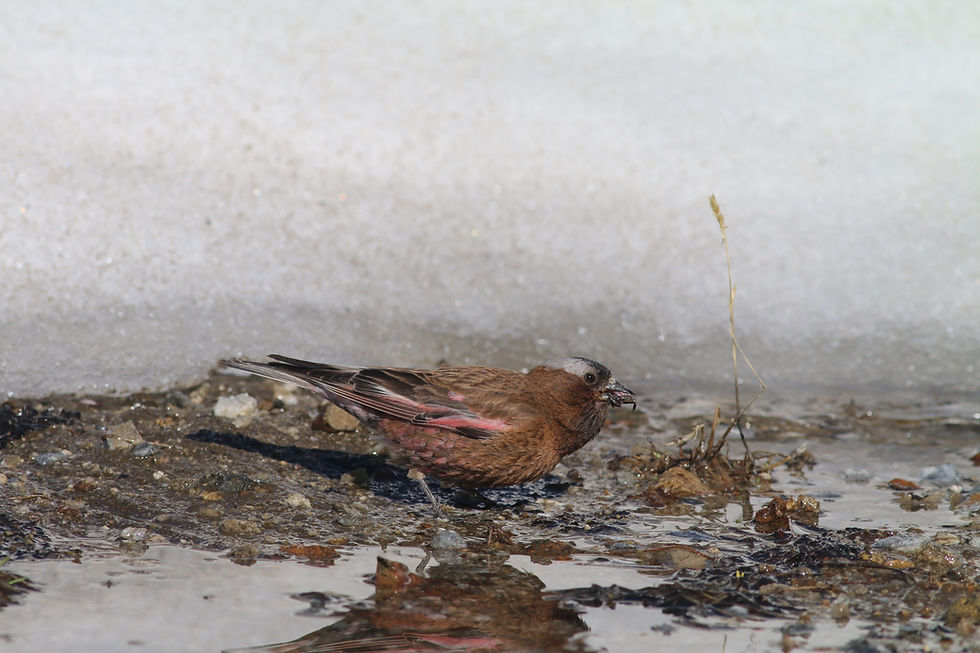 A male Wallowa Rosy-finch feeding at the snow’s edge high up in the Wallowas in July. Photo credit: Ben Vernasco