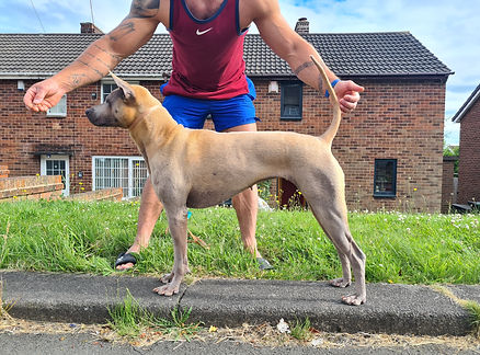 Thai Ridgeback female