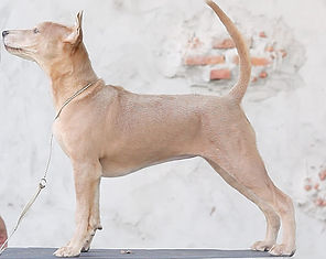 272944063_1209871756208089_9132422317481756668_n (1)_edited.jpg