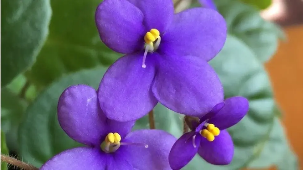 Thumbnail: Violet Perfume: Fresh Floral Essential Oil Fragrance - 2oz/60mL