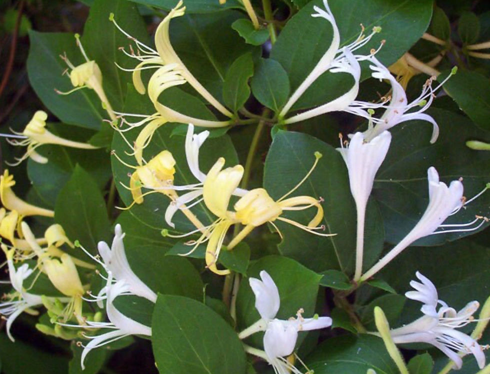 Thumbnail: Honeysuckle Perfume: Natural Essential Oils, Sweet Floral Fragrance 2oz/60mL