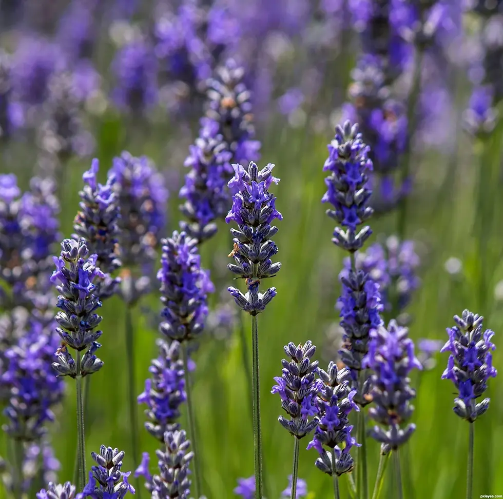 Thumbnail: Lavender Perfume: Floral Herbal Scent - 2oz/60mL