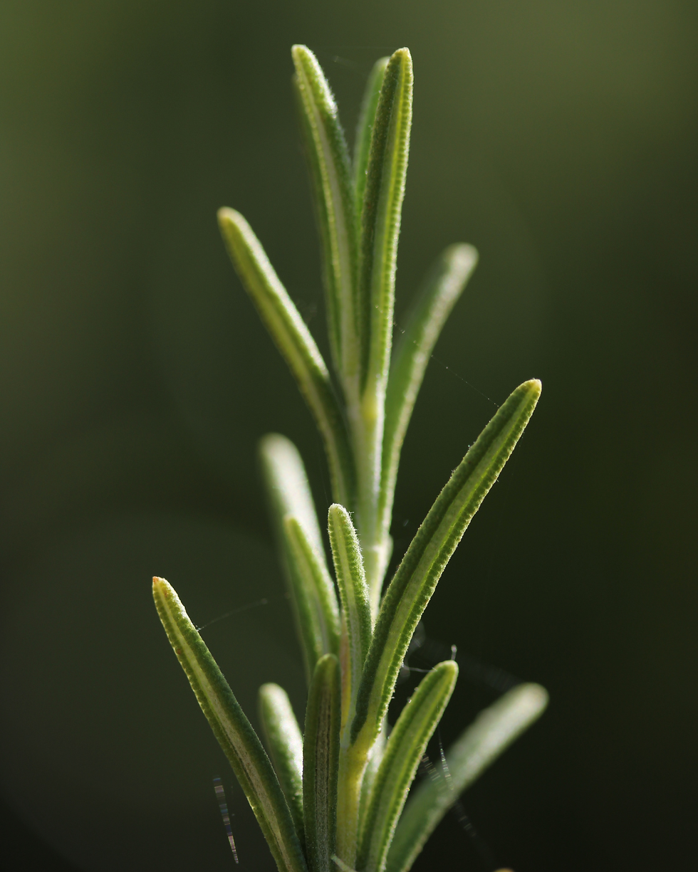 rosemary herb boundary boundaries herb