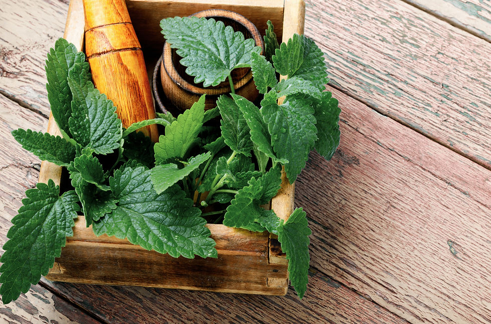 all about nettle aries herb