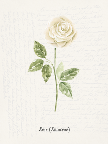 white rose illustration on cream linen
