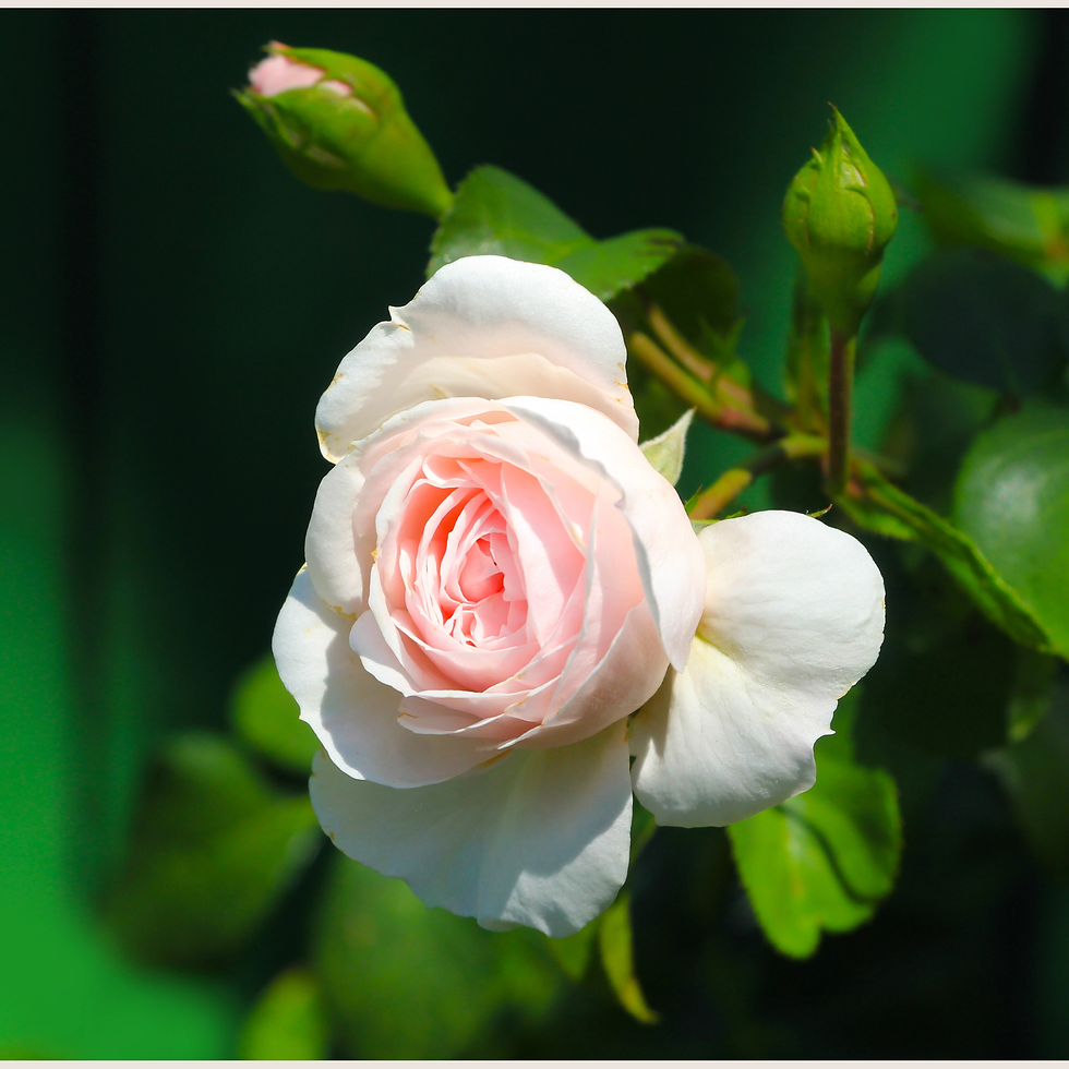 Rose flower Libra zodiac herb
