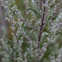 Mugwort.png